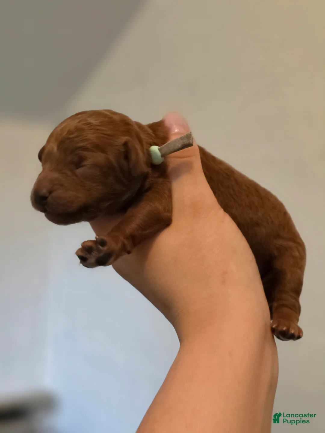 Mini Goldendoodle dogs for sale: Versace - Ad 2