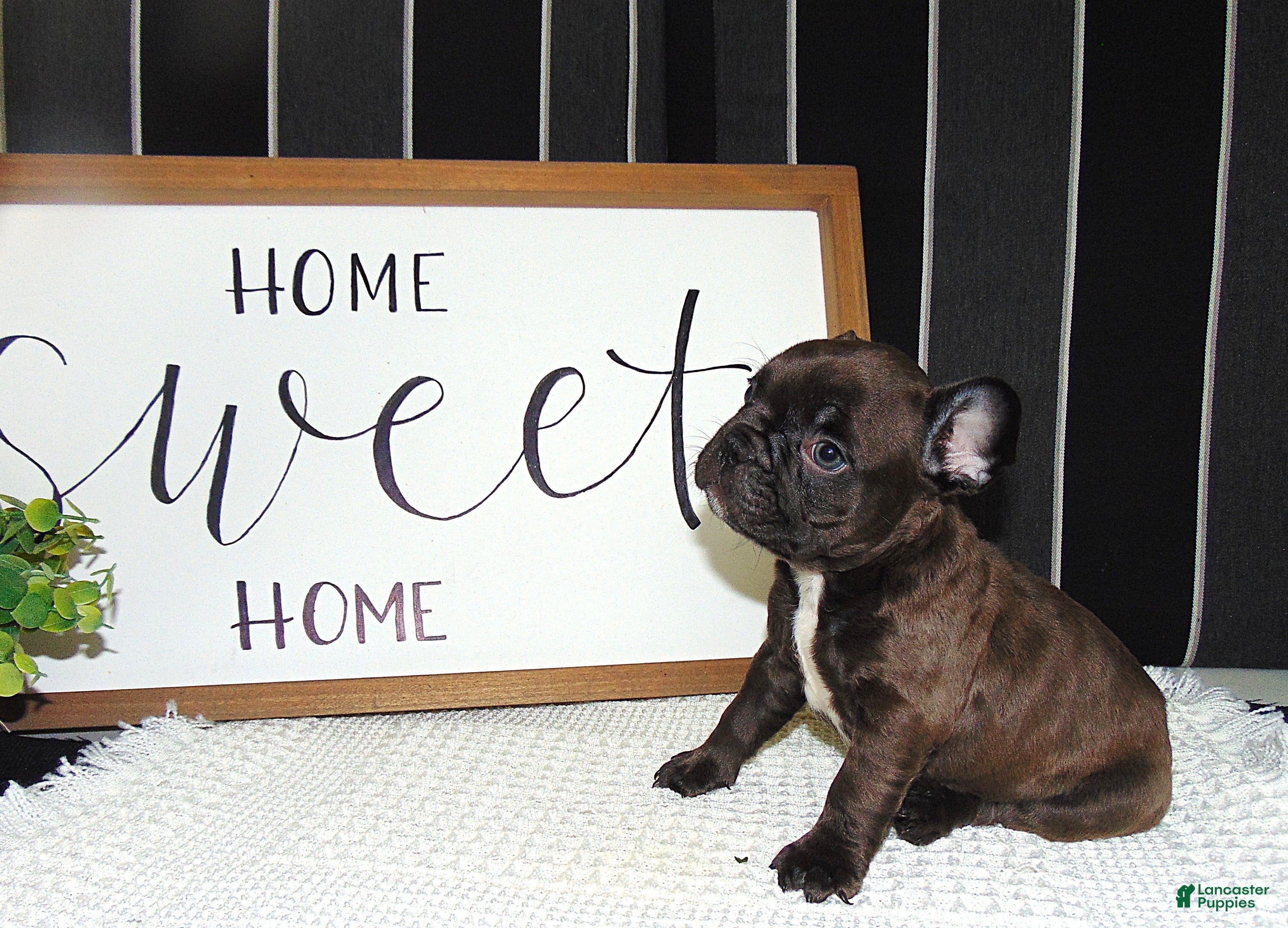 French Bulldog dogs Tommy - Ad 1