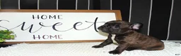 French Bulldog dogs for sale: Tommy - Ad 10