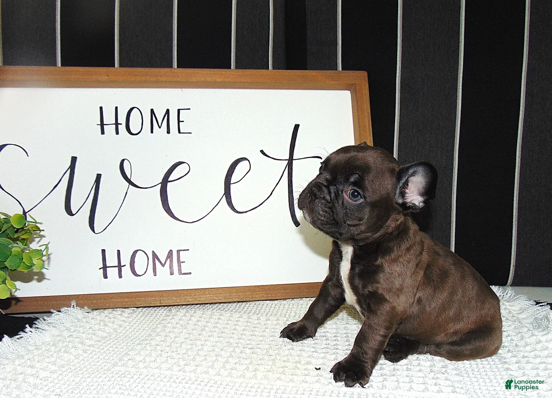 French Bulldog dogs for sale: Tommy - Ad 2