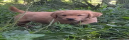 Golden Retriever dogs for sale: Willow - Ad 3