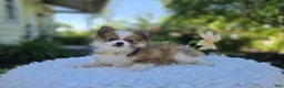 Pomeranian dogs for sale: Sandra - Ad 4