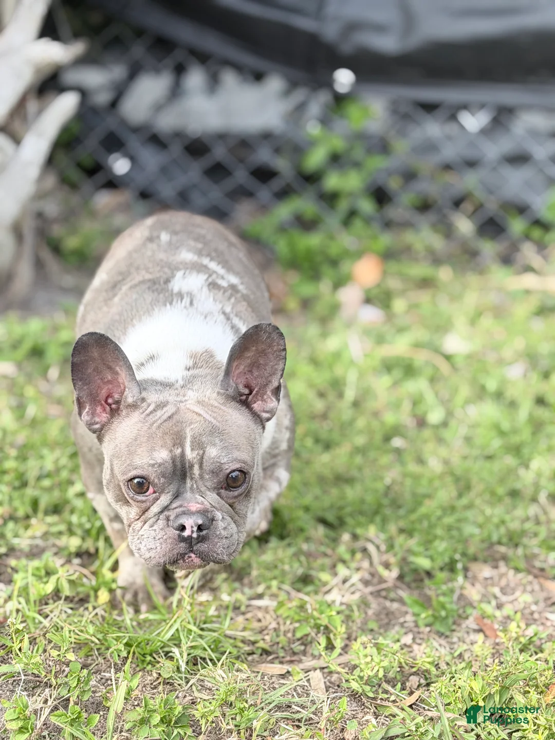 French Bulldog dogs for sale: Stormi - Ad 2