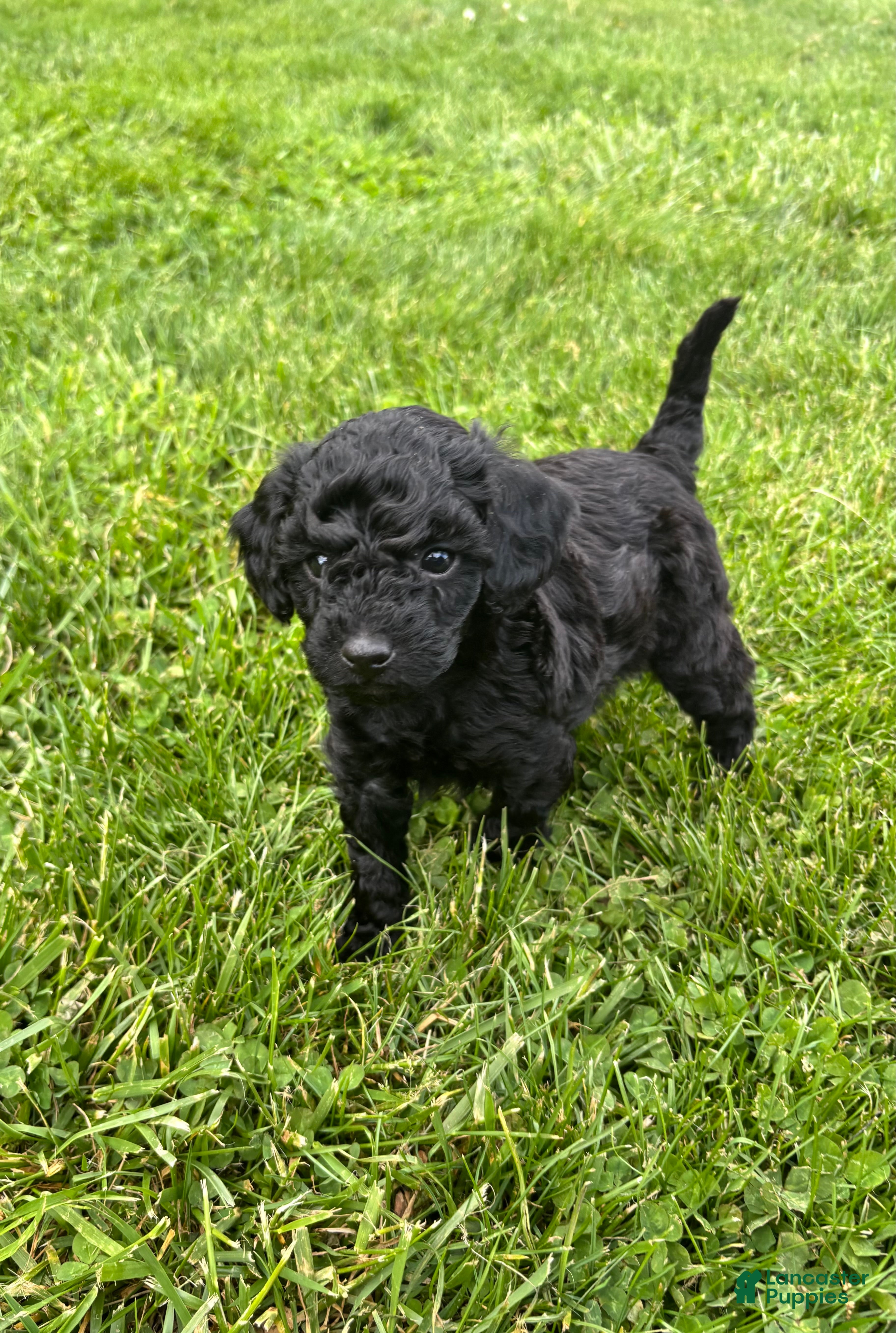 Miniature Poodle dogs for sale: Pepper - Ad 2