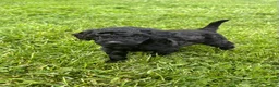 Miniature Poodle dogs for sale: Pepper - Ad 1