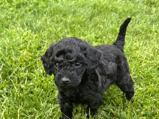 Miniature Poodle dogs for sale: Pepper - Ad 2