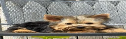 Yorkshire Terrier dogs for sale: Nicole Yorkshire Terrier  - Ad 40