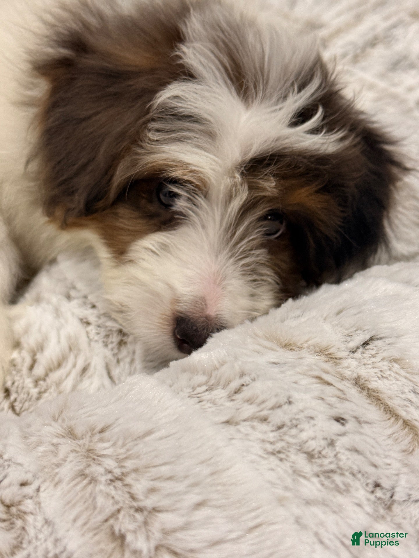Mini Bernedoodle dogs for sale: Mini Bernedoodle 1 - Ad 1