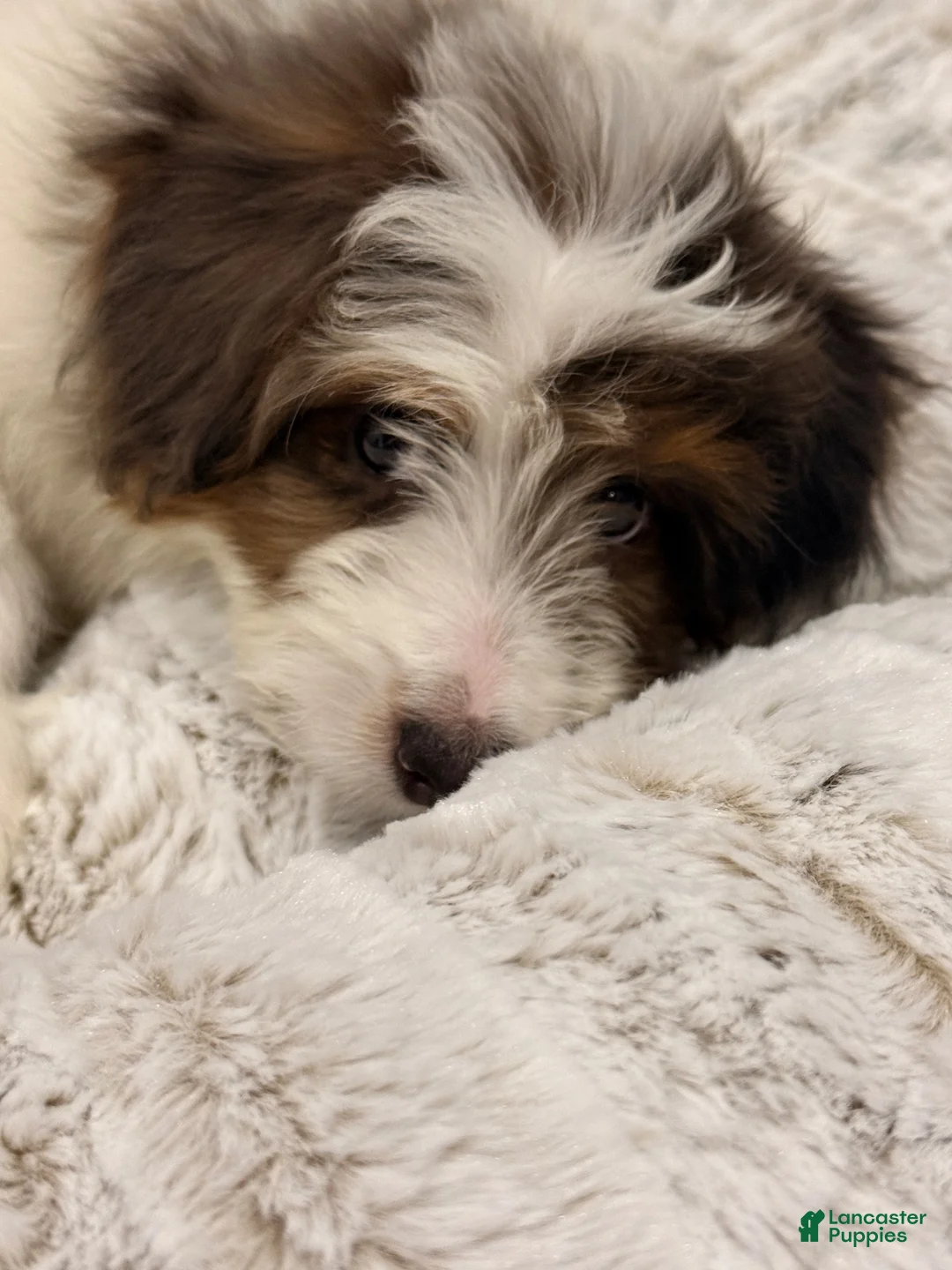Mini Bernedoodle dogs for sale: Mini Bernedoodle 1 - Ad 1