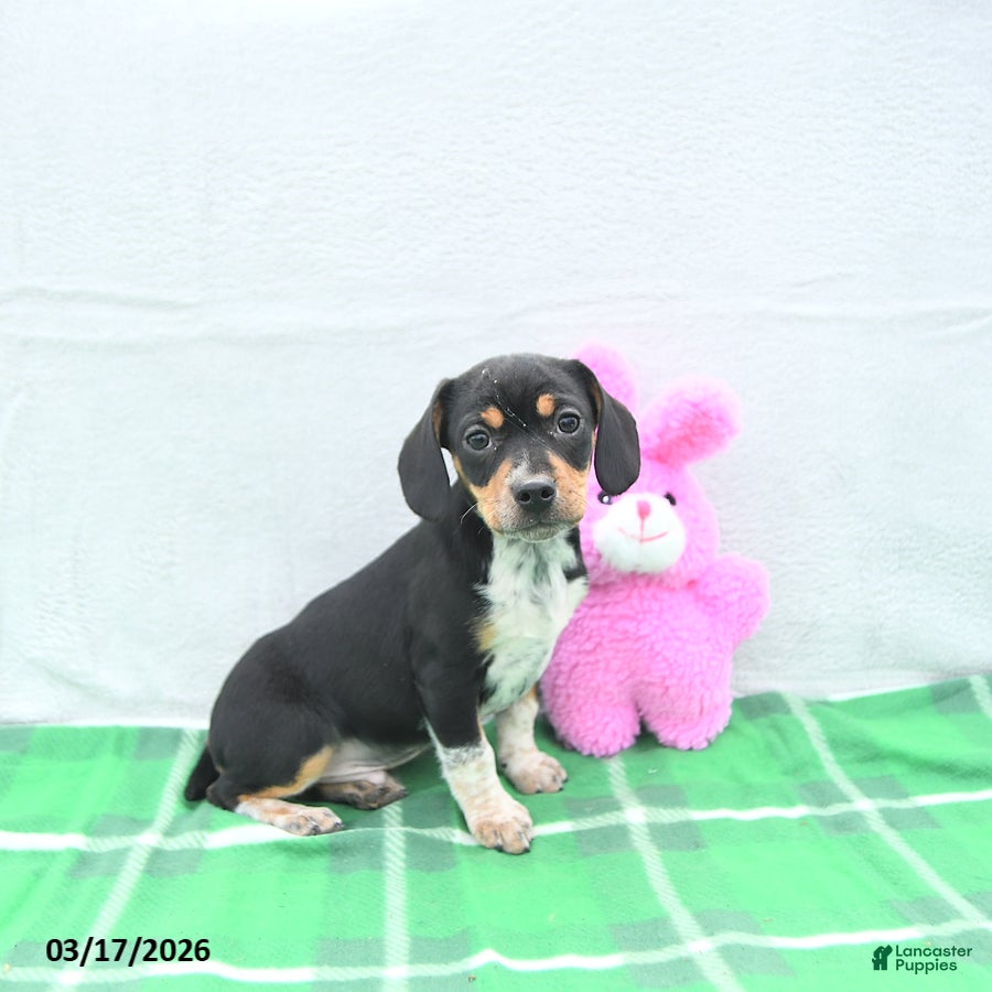 Mixed Breed dogs Shorty  - Ad 1