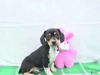 Mixed Breed dogs for sale: Shorty - Ad 2