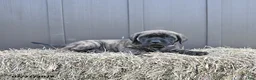 English Mastiff dogs for sale: Molly - Ad 4