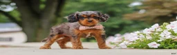 Cavapoo dogs for sale: Indy - Ad 8