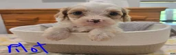 Cavapoo dogs for sale: Pilot - Ad 1