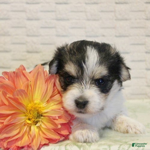 Morkie dogs Jessica - Ad 1