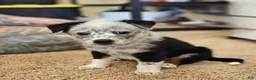 Australian Cattle Dog dogs for sale: Australian Cattle Dog 6 - Ad 1