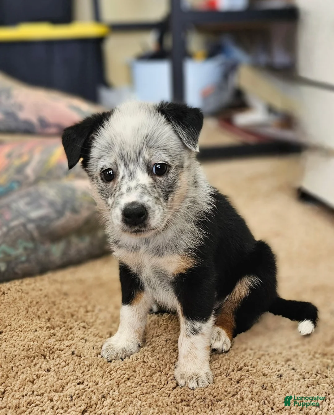 Australian Cattle Dog dogs for sale: Australian Cattle Dog 6 - Ad 1