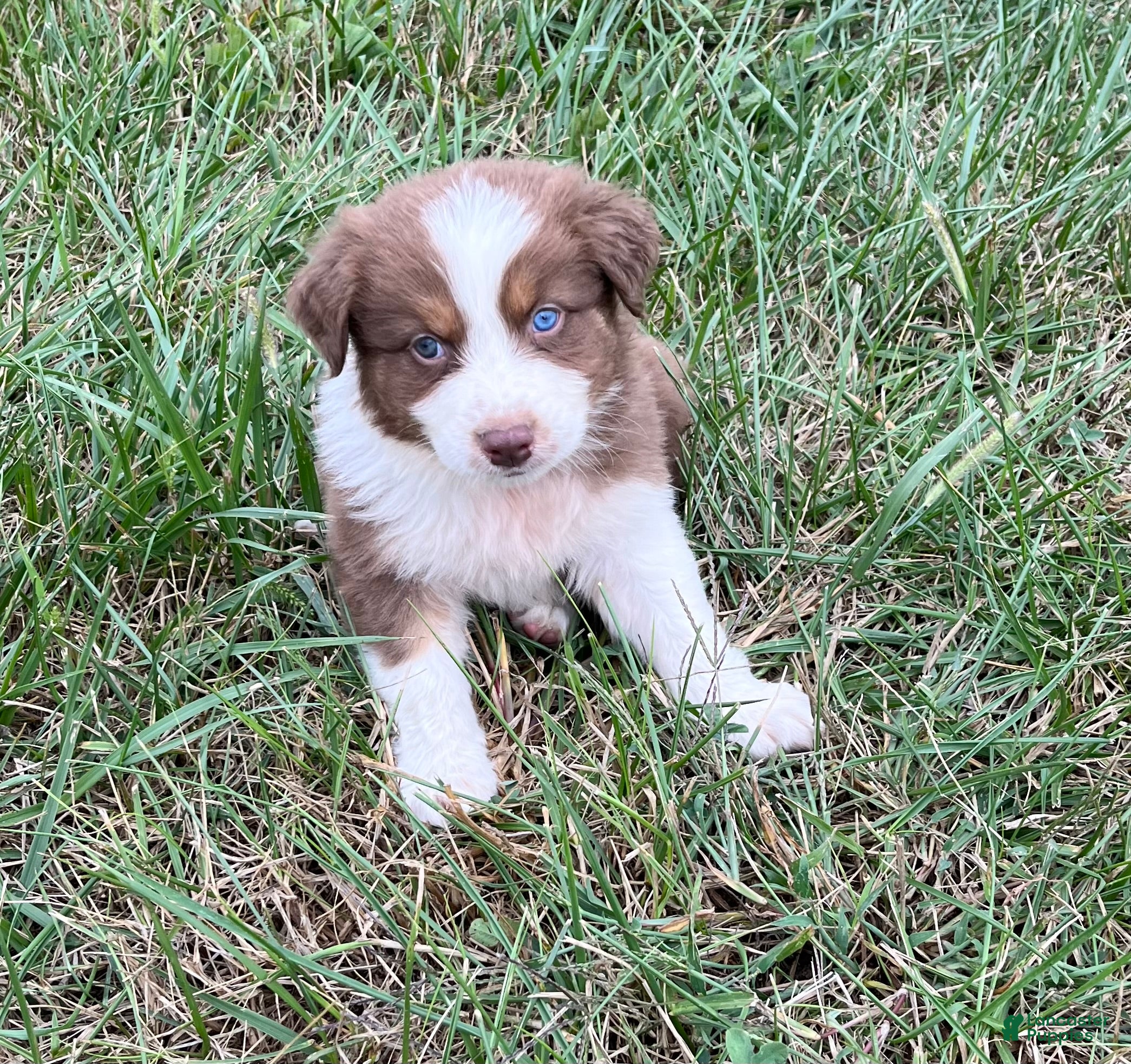 Australian Shepherd dogs Pete  - Ad 1