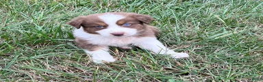 Pete 
