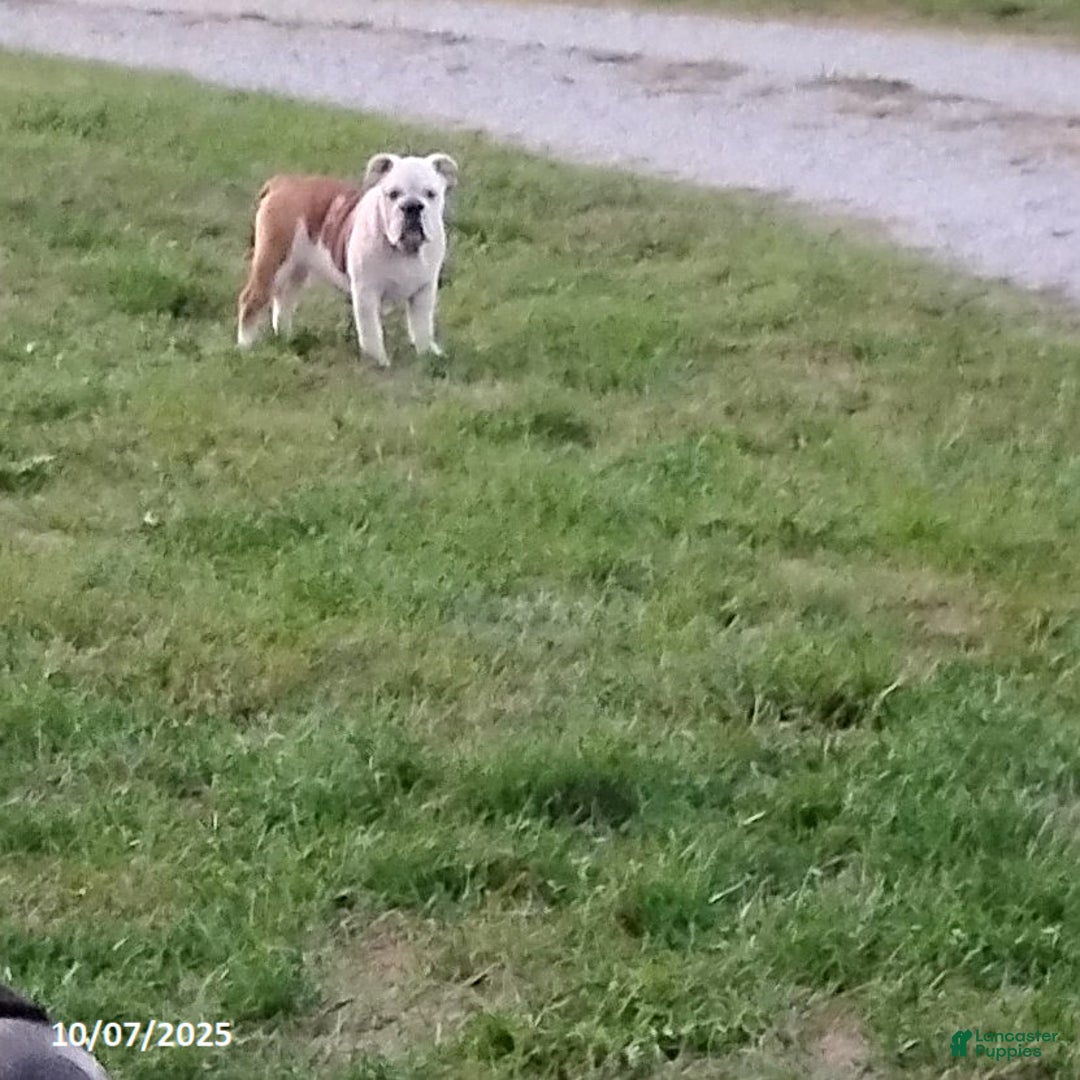 English Bulldog dogs for sale: Renita - Ad 13