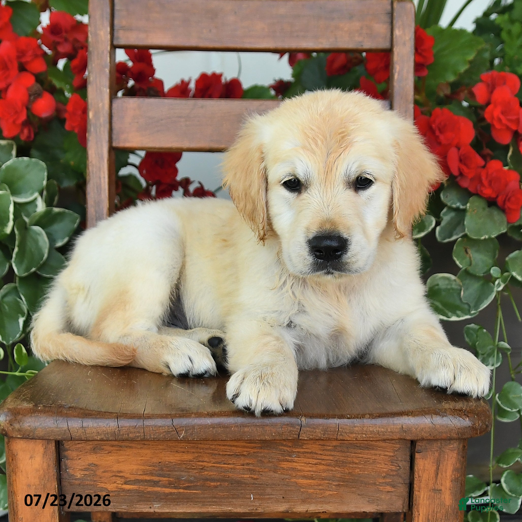 Golden Retriever dogs Rob   - Ad 2