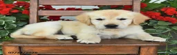Golden Retriever dogs for sale: Rob   - Ad 2