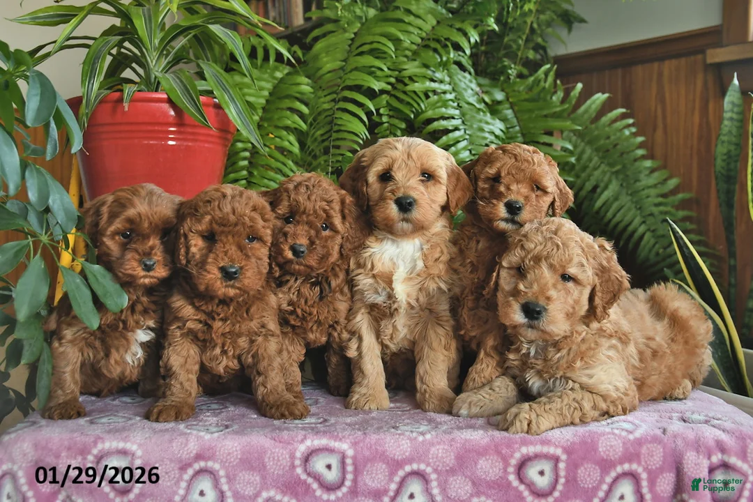 Mini Goldendoodle dogs for sale: Finley  - Ad 5