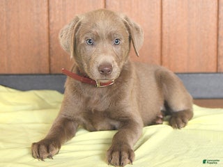 Labrador Retriever dogs - Ad 25