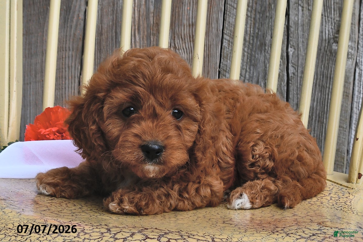 Cavapoo dogs Lady - Ad 2