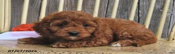Cavapoo dogs for sale: Lady - Ad 2