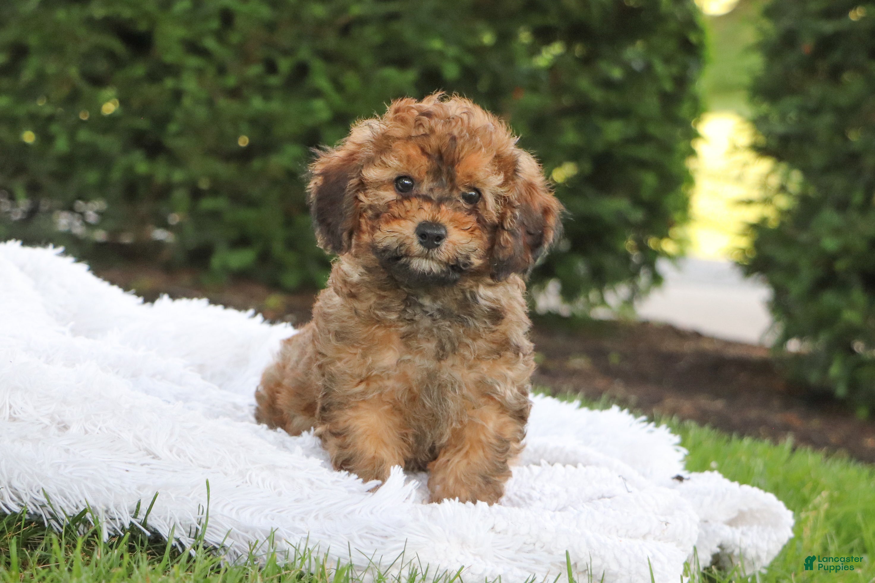 Cavapoo dogs Rudy - Ad 1