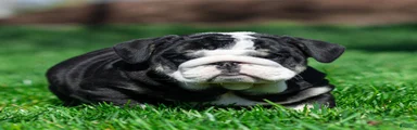 Inky Shadow English Bulldog Puppy 