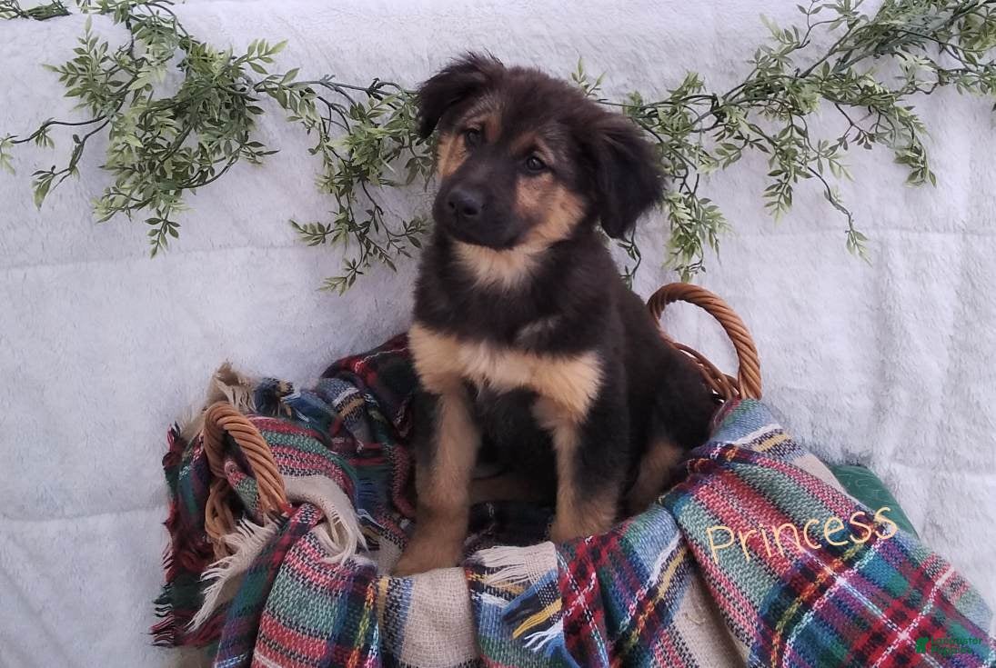 Mixed Breed dogs Princess - Ad 1