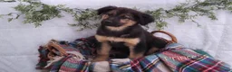 Mixed Breed dogs for sale: Princess - Ad 1