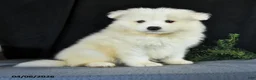 Samoyed dogs for sale: Darrell - Ad 3