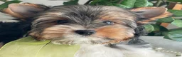 Biewer Terrier dogs for sale: Tony - Ad 7