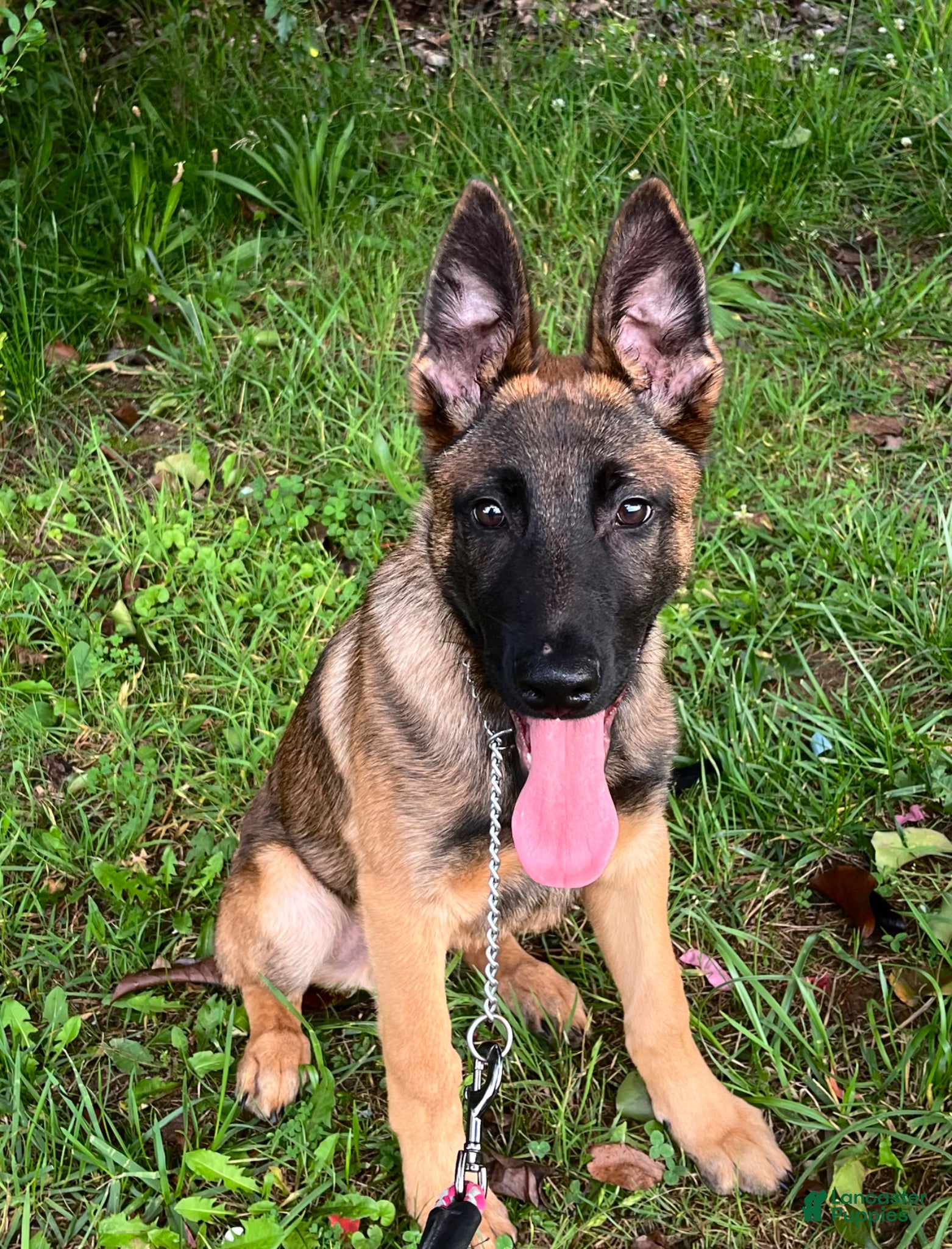 Mixed Breed dogs for sale: Mixed Breed Puppy 1 - Ad 7