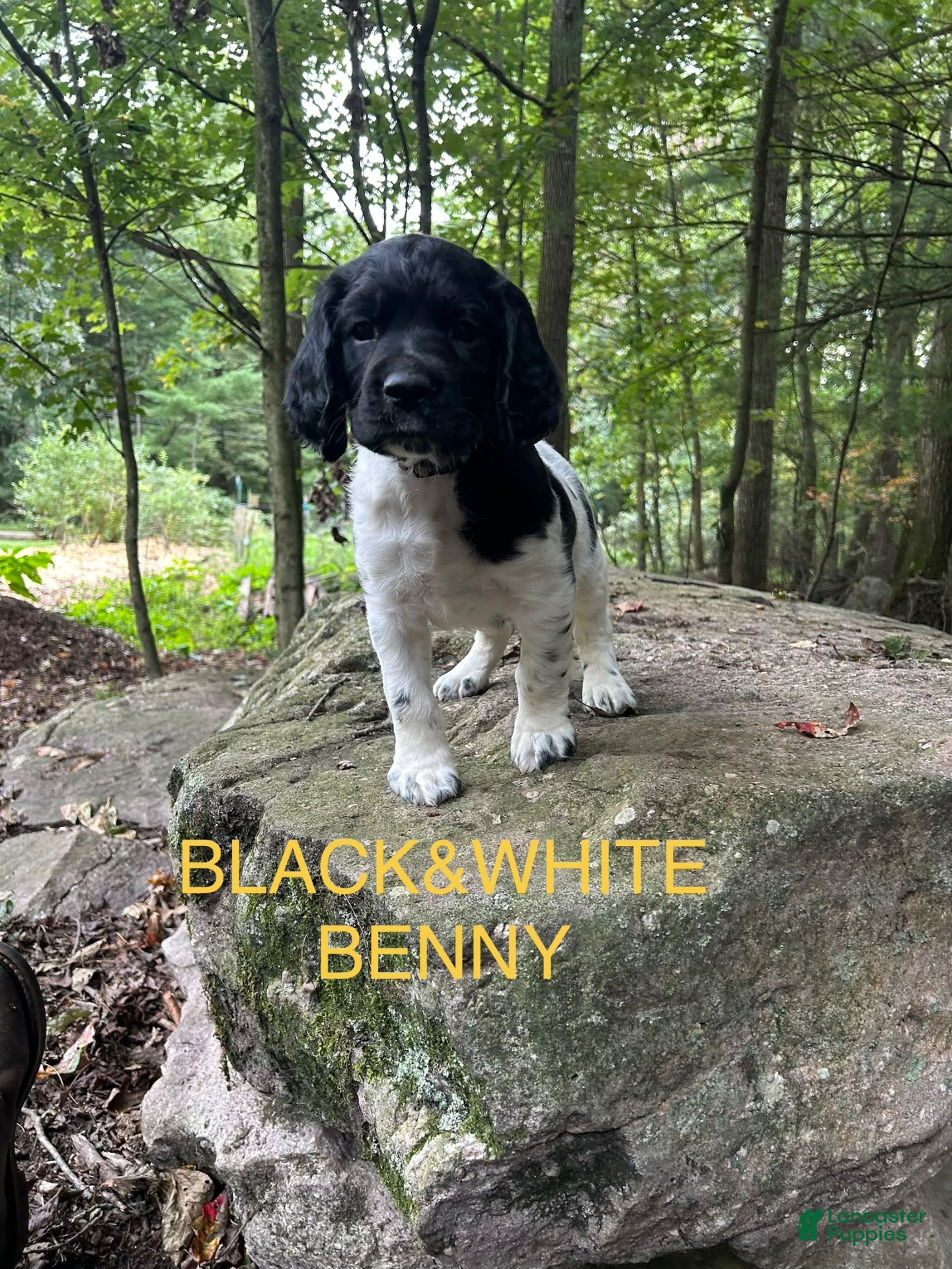 English Springer Spaniel dogs English Springer Spaniel 6 - Ad 2