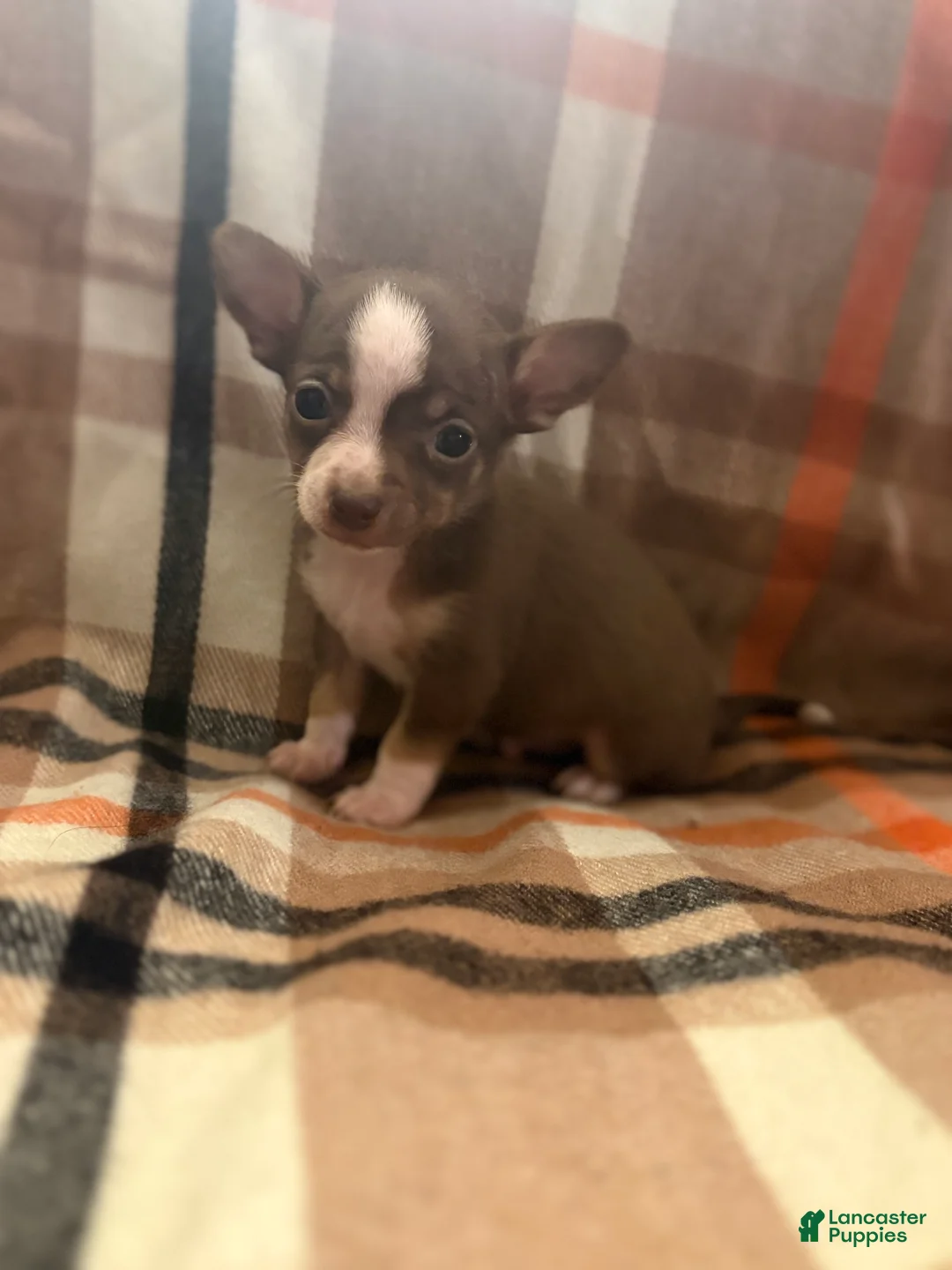 Chihuahua dogs for sale: Chihuahua Puppy 2 - Ad 1