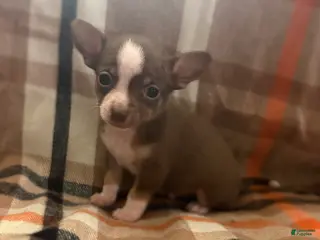 Chihuahua dogs Chihuahua Puppy 2 - Ad 38
