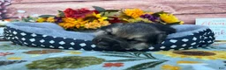 German Shepherd dogs for sale: Amethyst  - Ad 5