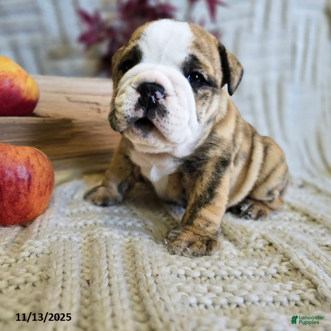 English Bulldog dogs for sale: Jaxon - Ad 7