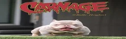 American Bully dogs for sale: American Bully Puppy 2 - Ad 2