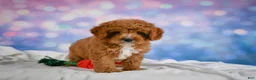 Cavapoo dogs for sale: Candy - Ad 5