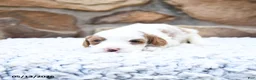 Cavapoo dogs for sale: Fancy - Ad 8