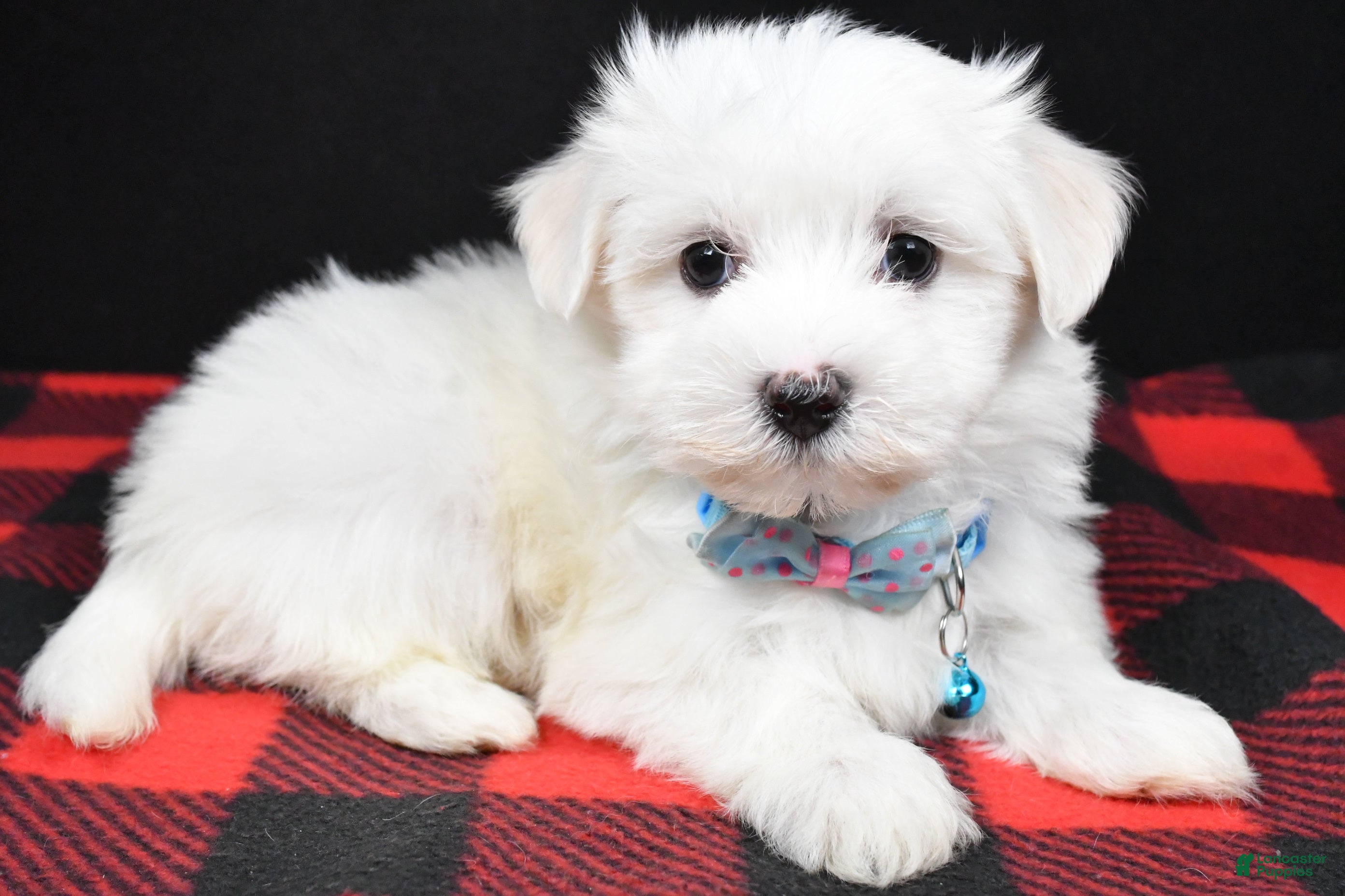 Maltese dogs Marley - Ad 22