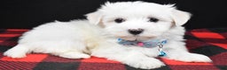 Maltese dogs for sale: Marley - Ad 1