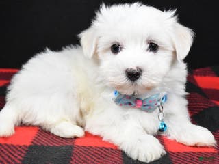 Maltese dogs Marley - Ad 25