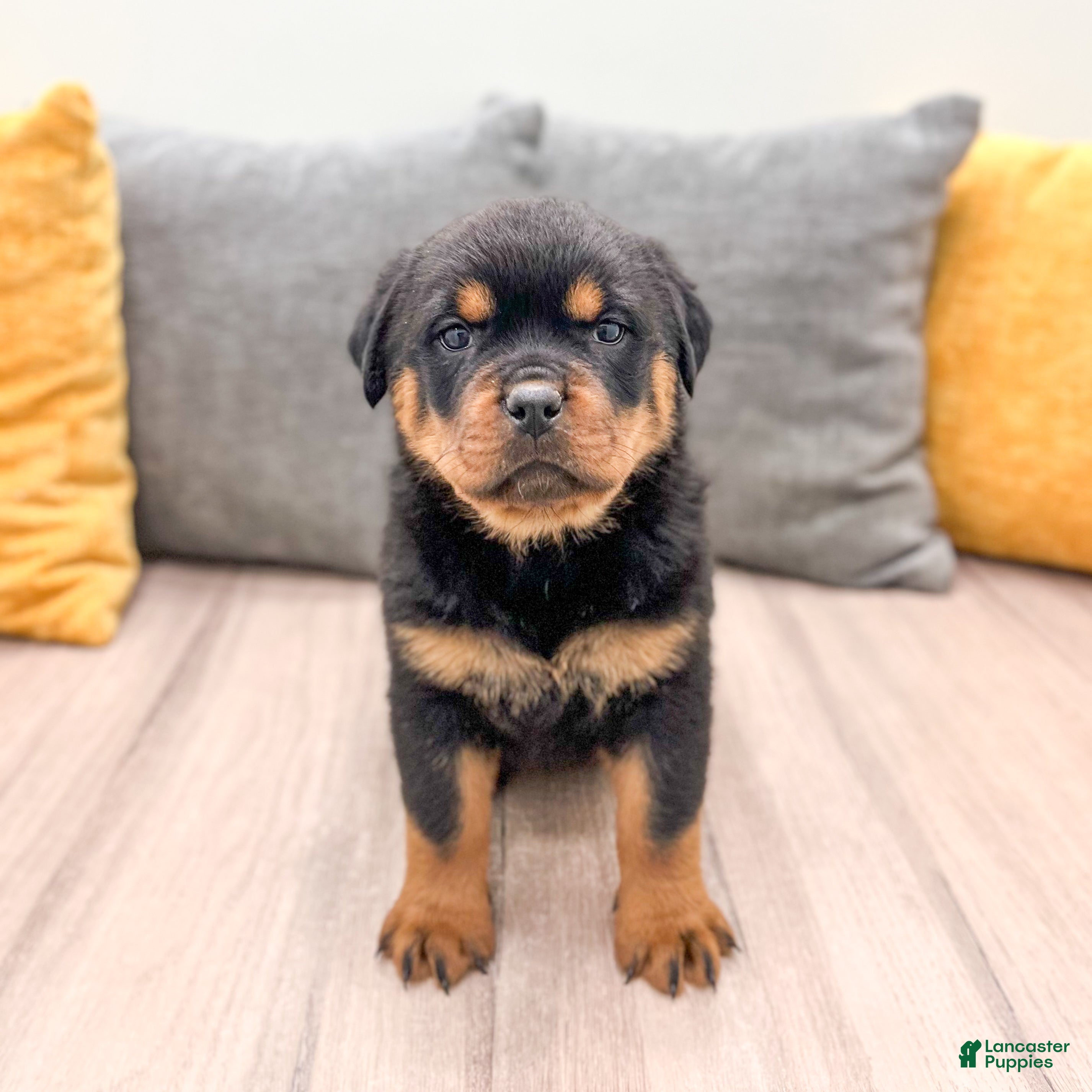 Rottweiler dogs Basil - Ad 2