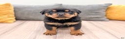 Rottweiler dogs for sale: Basil - Ad 2